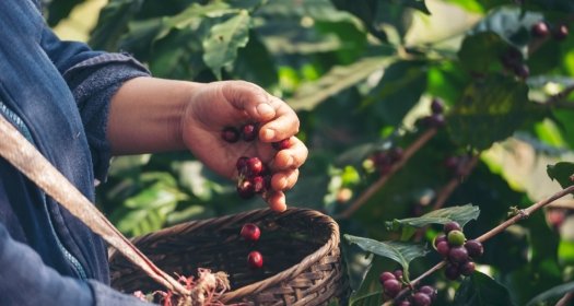 Image - Final Report: Brazil-US Dialogue on Sustainability and Climate Change