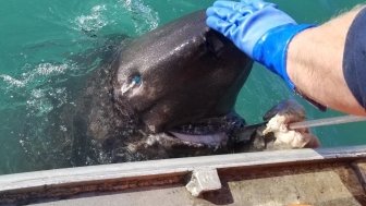 Sleeper shark