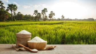 Rice in front of a field