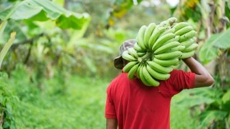 Solutions for Sustainable Food Systems in Brazil 