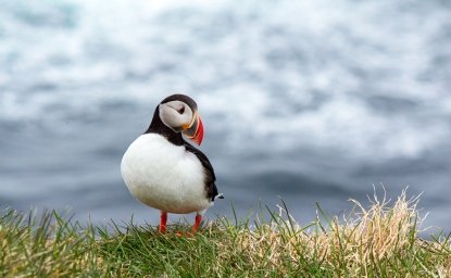 Puffin in Iceland