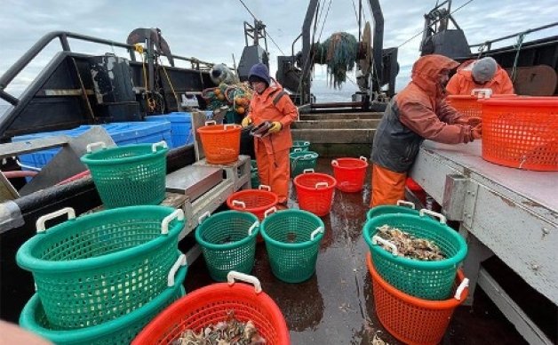 Groundfish sorting