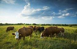 Canada-U.S. Regulatory Cooperation and Food Safety