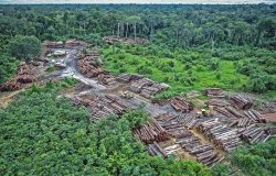 Illegal logging on Pirititi indigenous amazon lands with a repository of round logs