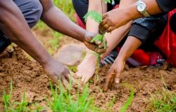 People planting during the launch of the “Strengthening Climate Resilience of Rural Communities in Northern Rwanda” project in the Gicumbi District funded by the Green Climate Fund.