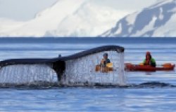 Antarctica whale tail 