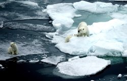 Polar bears on thin ice