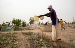 Woman watering crops in Senegal.