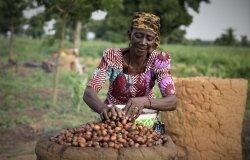 Woman harvesting shea nuts.