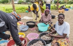 A small group of women sitting together sorting fish into buckets to take to the local market in Lake Victoria, Kisumu County, Kenya, Africa.